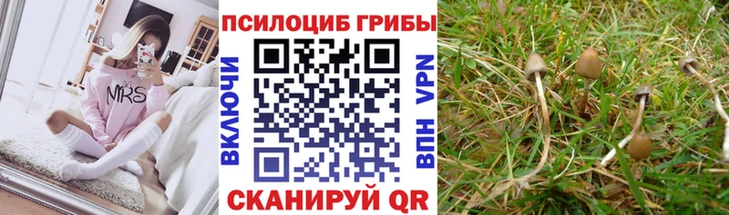 где можно купить гидра зеркало Псилоцибиновые грибы Cubensis Ядрин